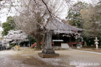 観音寺 (中館観音) のさくら