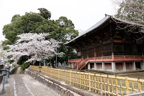 観音寺 (中館観音) のさくら