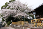 観音寺 (中館観音) のさくら