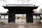 観音寺 (中館観音) のさくら