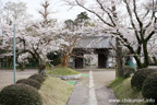 観音寺 (中館観音) のさくら