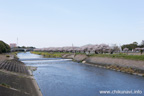 勤行川桜づつみのさくら