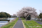 勤行川桜づつみのさくら