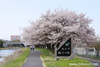 勤行川桜づつみのさくら