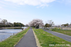 勤行川桜づつみのさくら