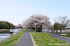 勤行川桜づつみのさくら