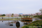 下岡崎近隣公園のさくら