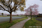 下岡崎近隣公園のさくら