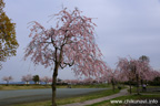 下岡崎近隣公園のさくら