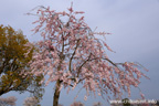 下岡崎近隣公園のさくら