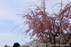 下岡崎近隣公園のさくら