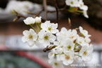 梨の花まつり