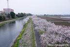 勤行川桜づつみのさくら