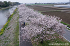 勤行川桜づつみのさくら