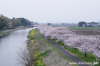 勤行川桜づつみのさくら