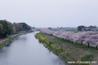 勤行川桜づつみのさくら