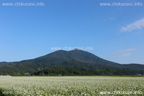 筑波山とそば畑