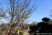 宮山ふるさとふれあい公園の蝋梅