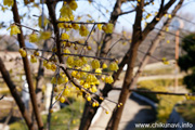 宮山ふるさとふれあい公園の蝋梅