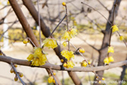 宮山ふるさとふれあい公園の蝋梅