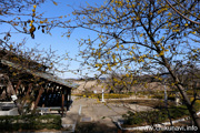 宮山ふるさとふれあい公園の蝋梅