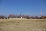 下岡崎近隣公園のさくら