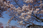 下岡崎近隣公園のさくら