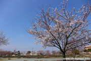 下岡崎近隣公園のさくら