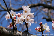 下岡崎近隣公園のさくら