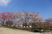 下岡崎近隣公園のさくら