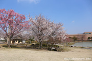 下岡崎近隣公園のさくら