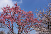 下岡崎近隣公園のさくら