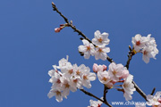 下岡崎近隣公園のさくら