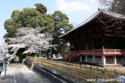 観音寺 (中館観音) のさくら