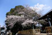 観音寺 (中館観音) のさくら