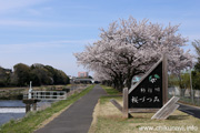 勤行川桜づつみのさくら