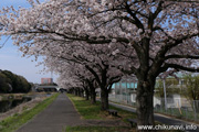 勤行川桜づつみのさくら