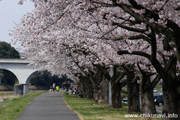 勤行川桜づつみのさくら