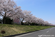 勤行川桜づつみのさくら