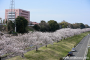 勤行川桜づつみのさくら