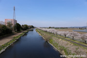 勤行川桜づつみのさくら