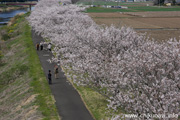 勤行川桜づつみのさくら