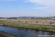 勤行川桜づつみのさくら