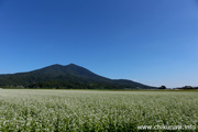 筑波山とそば畑