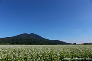 筑波山とそば畑