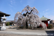 延命寺のしだれ桜