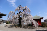 延命寺のしだれ桜