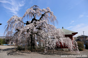 延命寺のしだれ桜