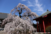 延命寺のしだれ桜