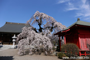 延命寺のしだれ桜